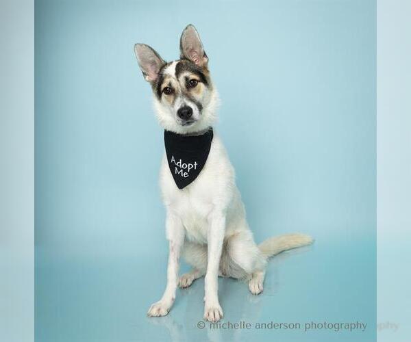Medium Photo #2 Australian Shepherd-Unknown Mix Puppy For Sale in Corona, CA, USA