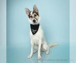 Small #1 Australian Shepherd Mix