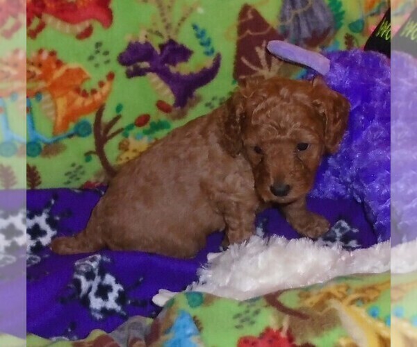 Medium Photo #8 Poodle (Standard) Puppy For Sale in CLATSKANIE, OR, USA