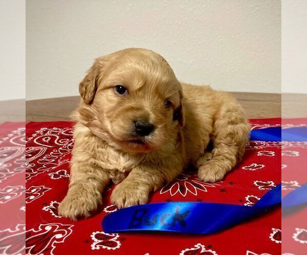 Medium Photo #6 Goldendoodle-Poodle (Miniature) Mix Puppy For Sale in SQUAW VALLEY, CA, USA