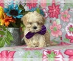 Small Photo #1 Maltipoo Puppy For Sale in LANCASTER, PA, USA