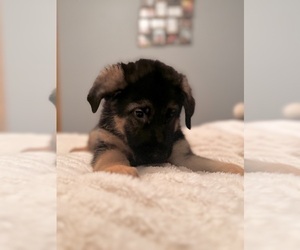 German Shepherd Dog Puppy for sale in HOPEWELL JUNCTION, NY, USA