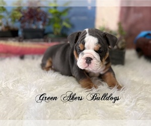 English Bulldog Puppy for sale in OOLOGAH, OK, USA