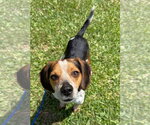 Small #2 Beagle