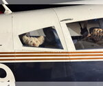 **TITO** - Male Poochon Dog for Adoption - Small photo