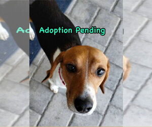 Beagle Dogs for adoption in Dunnellon, FL, USA