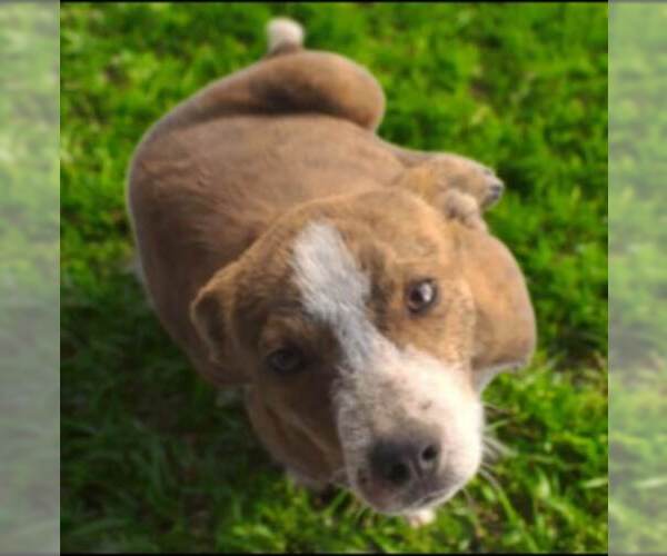 Medium Photo #5 Texas Heeler-Unknown Mix Puppy For Sale in Minneapolis, MN, USA