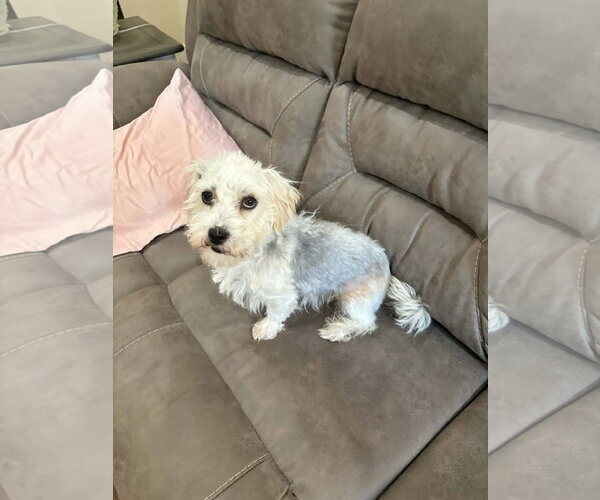 Medium Photo #2 Poodle (Miniature)-Unknown Mix Puppy For Sale in Holly Springs, NC, USA
