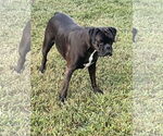 Small #2 Boxer