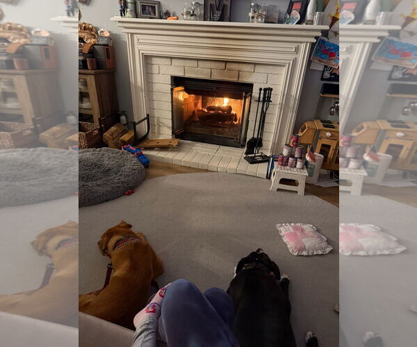 Medium Photo #8 Labrador Retriever-Unknown Mix Puppy For Sale in San Diego, CA, USA