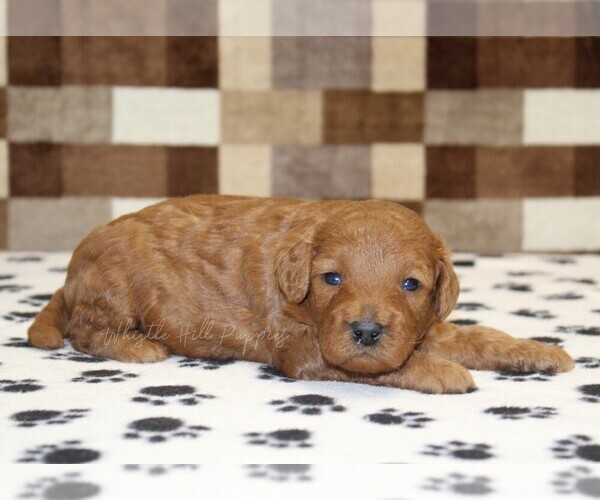 Medium Photo #2 Cavapoo (Miniature) Puppy For Sale in DENVER, PA, USA