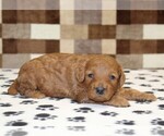 Small #1 Cavapoo (Miniature)