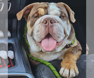 English Bulldogge Puppy for sale in BLOOMINGTON, CA, USA