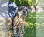 Puppy Blaze Daniff-Neapolitan Mastiff Mix