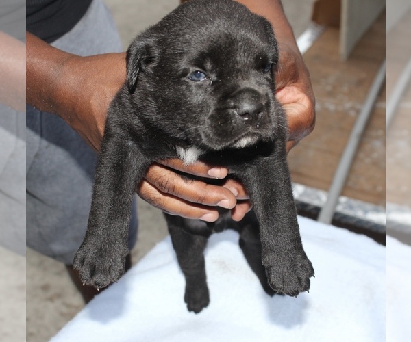 Medium Photo #2 Cane Corso Puppy For Sale in MIAMI GARDENS, FL, USA