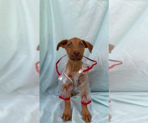 Labrador Retriever-Unknown Mix Dogs for adoption in NYC, NY, USA