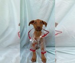 Small Labrador Retriever Mix