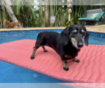 Small #4 Dachshund