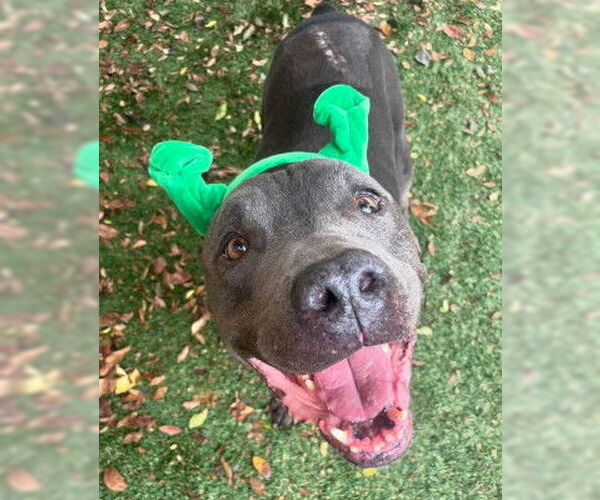 Medium Photo #8 American Pit Bull Terrier-Unknown Mix Puppy For Sale in Ventura, CA, USA
