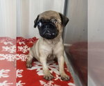 Small #1 Pug Mix