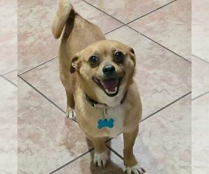 Chihuahua-Unknown Mix Dogs for adoption in Spring Lake, NC, USA