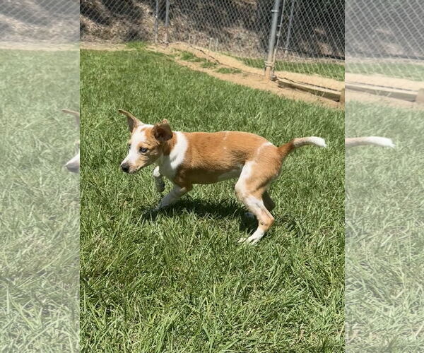 Medium Photo #2 Pembroke Welsh Corgi-Unknown Mix Puppy For Sale in Eastman, GA, USA