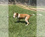Small #1 Pembroke Welsh Corgi Mix