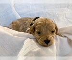 Small Photo #4 Goldendoodle-Poodle (Toy) Mix Puppy For Sale in LOGAN, UT, USA
