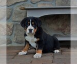 Small Photo #6 Greater Swiss Mountain Dog Puppy For Sale in BIRD IN HAND, PA, USA