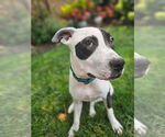 Small #24 American Pit Bull Terrier