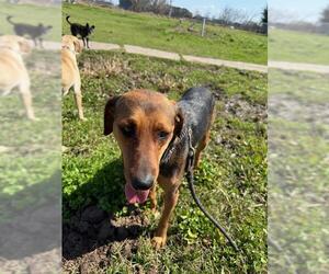 Shepradors Dogs for adoption in Rosenberg, TX, USA