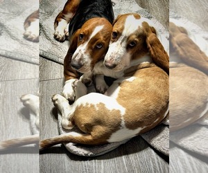 Basset Hound Puppy for sale in KINGSPORT, TN, USA