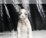 Small #1 French Bulldog