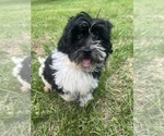 Small #12 Poodle (Miniature)-ShihPoo Mix