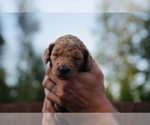 Small Photo #6 Goldendoodle (Miniature) Puppy For Sale in DALLAS, OR, USA