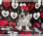 Small Photo #3 Cowboy Corgi Puppy For Sale in LAKELAND, FL, USA