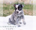 Small #3 Australian Cattle Dog