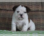 Small Photo #1 Beabull Puppy For Sale in FREDERICKSBG, OH, USA