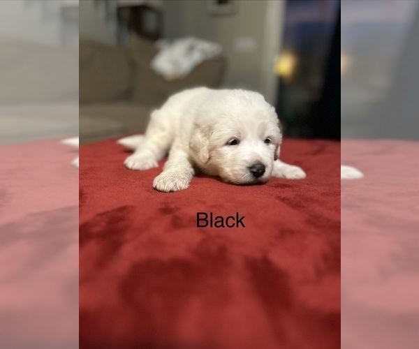 Medium Photo #12 Great Pyrenees Puppy For Sale in GILBERT, SC, USA