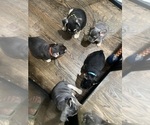 Small Photo #1 French Bulldog Puppy For Sale in UPPER MARLBORO, MD, USA