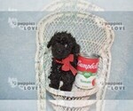 Small #6 Poodle (Toy)