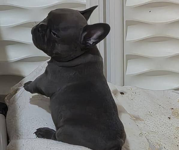 Medium Photo #4 French Bulldog Puppy For Sale in EAST ORANGE, NJ, USA