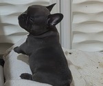 Small #3 French Bulldog