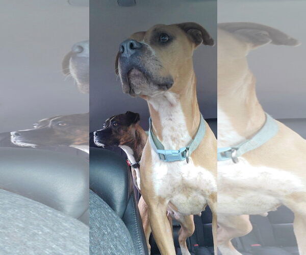 Medium Photo #30 American Pit Bull Terrier-Unknown Mix Puppy For Sale in Germantown, OH, USA