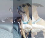 Small #29 American Pit Bull Terrier Mix