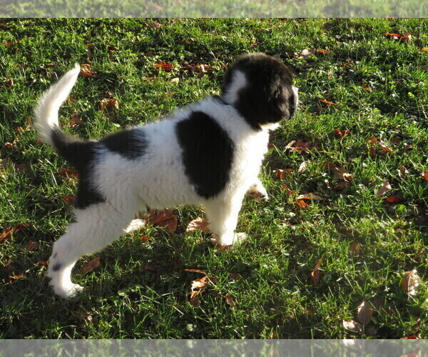 Medium Photo #10 Newfoundland Puppy For Sale in MECHANICSVILLE, MD, USA