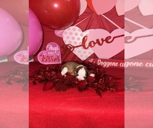 Medium Schnauzer (Miniature)