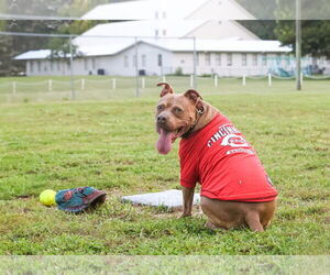 Chopper II - Male Mutt Dog for Adoption - Photo #6