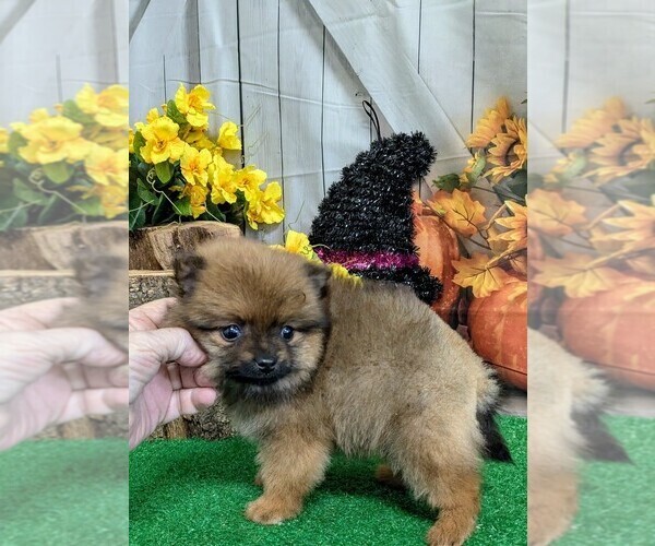 Medium Photo #1 Pomeranian Puppy For Sale in HAMMOND, IN, USA