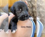 Puppy Grey Irish Wolfhound